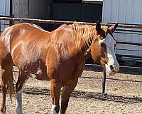 overo-apha-horse