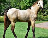 western-riding-single-footing-horse