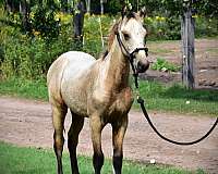 buckskin-single-footing-stallion