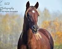 buckskin-pacing-horse