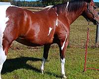 bay-tobiano-horse