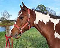 tobiano-horse