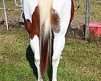 halter-paint-horse