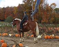 sorrel-white-strip-mane-tail-horse