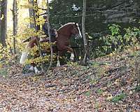 beginner-belgian-horse