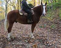 draft-belgian-horse