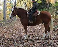 driving-belgian-horse