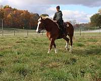 parade-belgian-horse