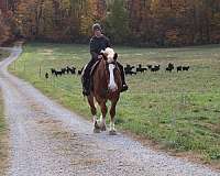 kid-safe-belgian-horse