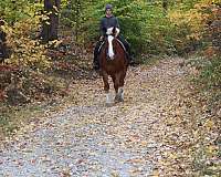 husband-safe-belgian-horse