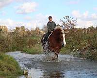 playday-belgian-horse