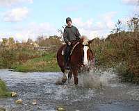 pleasure-driving-belgian-horse