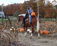 team-driving-belgian-horse