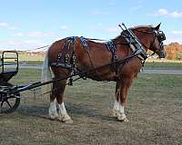 trail-belgian-horse