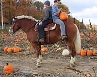 team-penning-belgian-horse