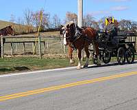 trail-riding-belgian-horse