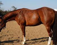 athletic-quarter-horse