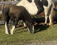 gypsy-vanner-horse-for-sale