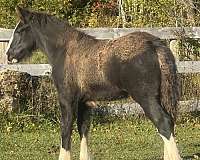 gypsy-vanner-colt