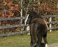 gypsy-vanner-horse