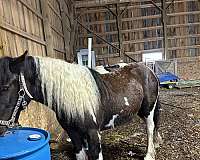 rideable-gypsy-vanner-horse