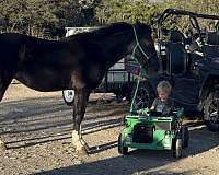 broodmare-paint-horse