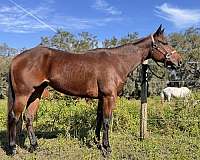 bay-steer-wrestling-pony