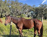 aqha-quarter-pony