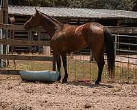 sorting-quarter-pony