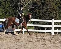 canters-warmblood-horse