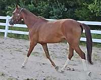 started-under-saddle-trail-warmblood-horse