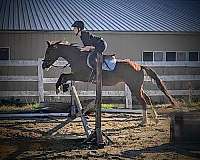 cross-rails-warmblood-horse