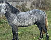 cross-sport-dales-pony-pony