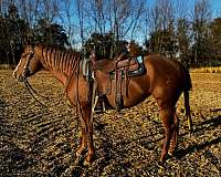 calf-roping-roping