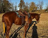 quarter-horse-mare