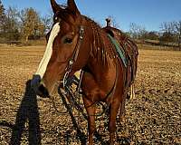 aqha-quarter-horse