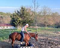 experienced-on-trails-quarter-horse