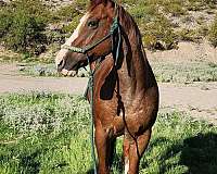 red-roan-roan-ranch-roping-horse