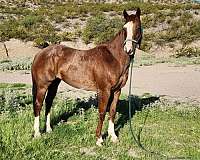 quarter-horse-gelding