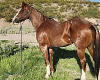 quarter-horse-for-sale