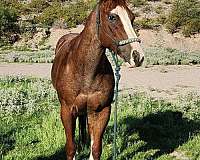 quarter-horse