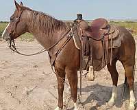 ranch-roping-gelding