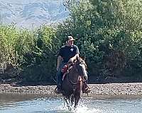 red-roan-roan-aqha-gelding