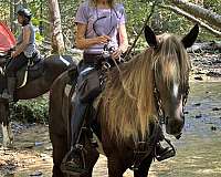 all-around-tennessee-walking-horse