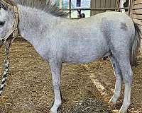 amhr-miniature-horse