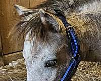 colt-miniature-horse