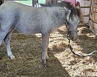 family-miniature-horse