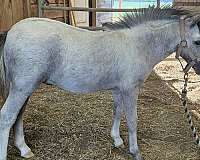 affordable-miniature-horse