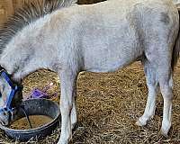 flashy-miniature-horse