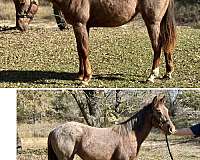 red-roan-some-white-on-legs-horse